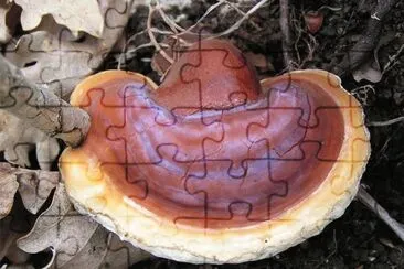 Ganoderma Lucidum