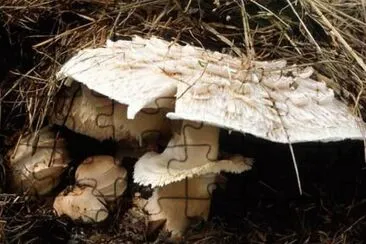 Macrolepiota Rachordes