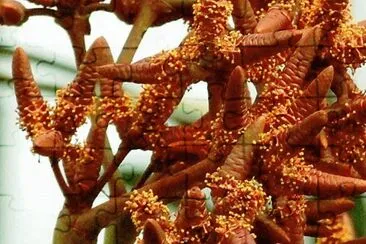 Welwitschia Mirabilis - Africa