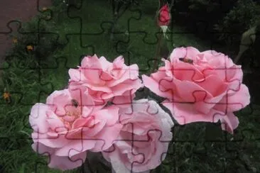 rosas rosadas jigsaw puzzle