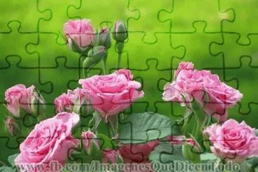 rosas