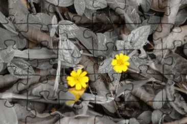 flores