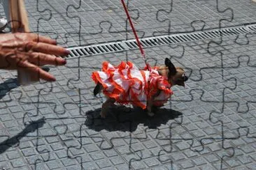 PERRO FLAMENCO