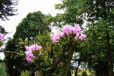 flores