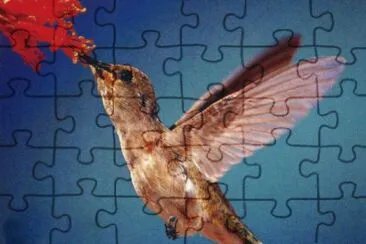 פאזל של ColibrÃ­