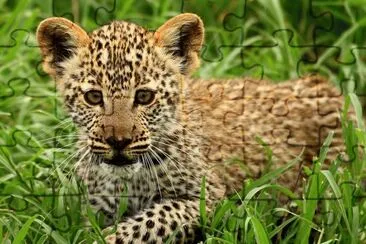 leopard cub jigsaw puzzle