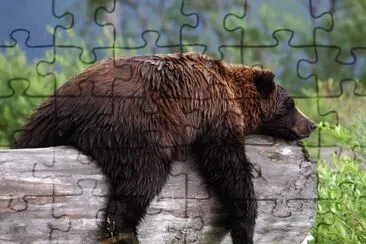 grizzly bear
