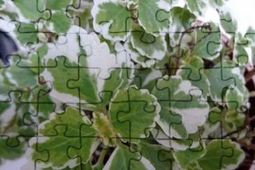 flores jigsaw puzzle