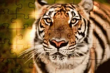 tiger