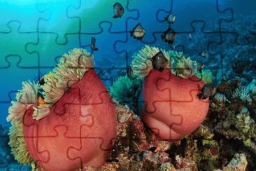 Arrecifes Coralinos de Hurghada