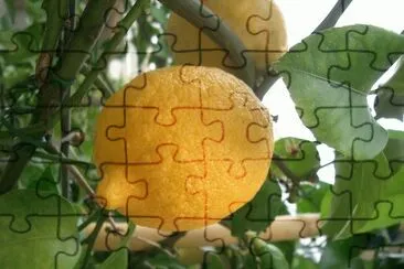 Lemon