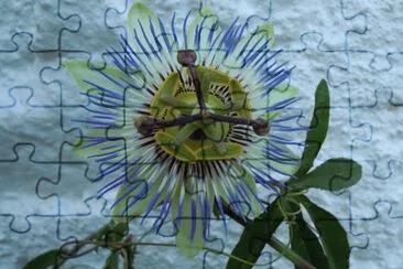 Flor de la PassiÃ³