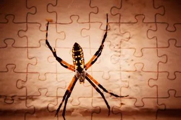 Spider for Halloween jigsaw puzzle