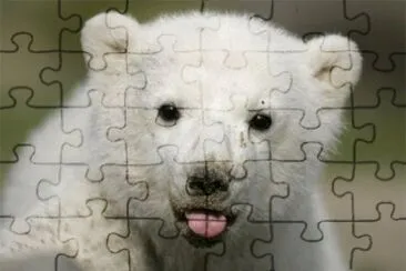 oso