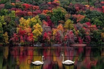 CISNES