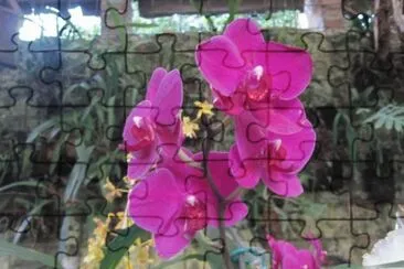 flores