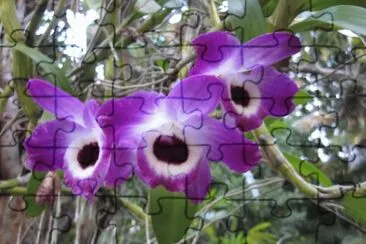 flores