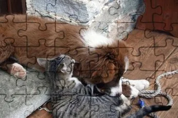 Cane e gatto