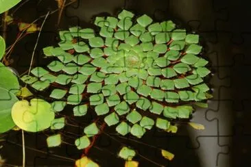 nature 's geometry