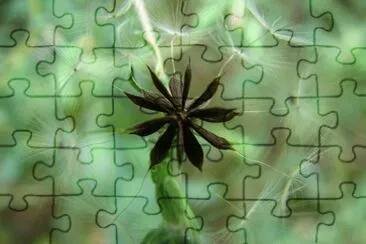 natures ' geometry