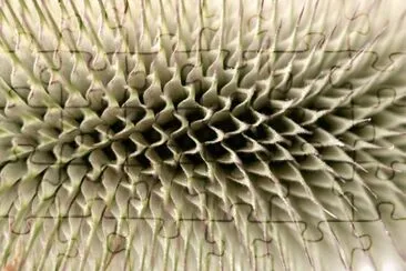 thistle