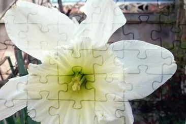 Junquillo jigsaw puzzle