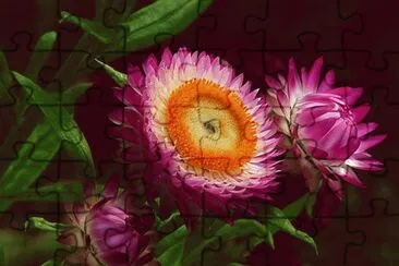 flores jigsaw puzzle