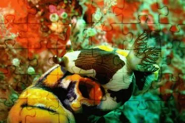 פאזל של Nudibranquio - Indonesia