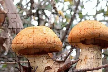 Gymnopilus Spectabilis