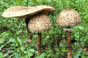 Macrolepiota Procera - Parasol jigsaw puzzle