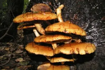 Pholiota Aurivella jigsaw puzzle