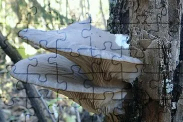 Pleurotus Ostreatus jigsaw puzzle