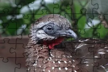 Pava Andina jigsaw puzzle