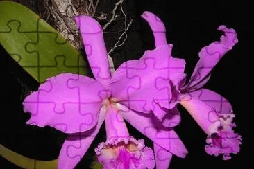 OrquÃ­dea Cattleya Labiata jigsaw puzzle