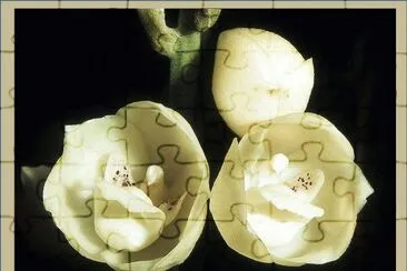 OrquÃ­dea Peristeria Elata - PanamÃ¡