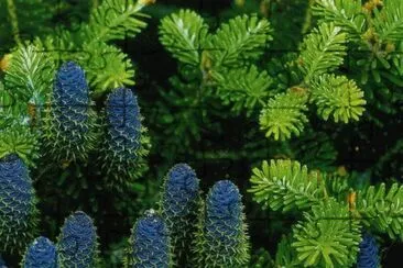 Natura jigsaw puzzle