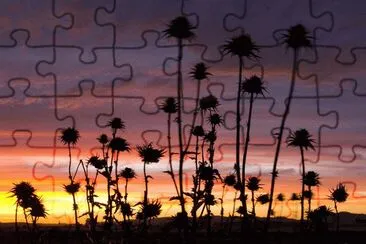 cardos al atardecer