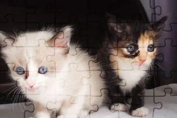 1 jigsaw puzzle