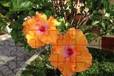 flores, cayenas jigsaw puzzle