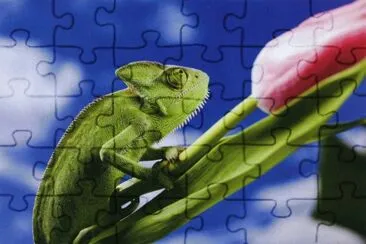 CamaleÃ³ jigsaw puzzle