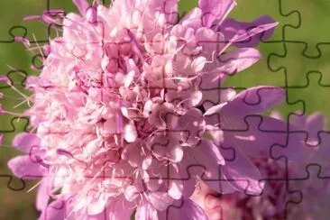 Escabiosa jigsaw puzzle