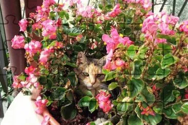 Cesira tra i fiori