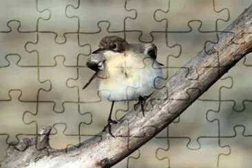 Cutrettola nell 'oasi di Manzolino jigsaw puzzle