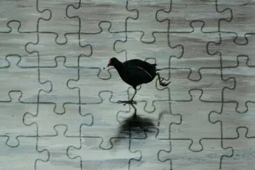 Folaga jigsaw puzzle