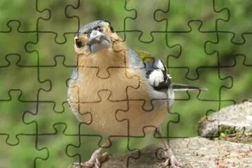 Fringuello sull 'isola di Madeira jigsaw puzzle
