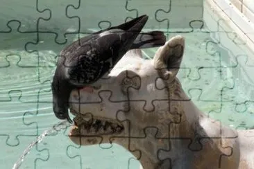 Piccione assetato a Siena jigsaw puzzle