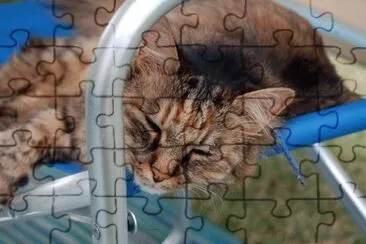 Siesta felina jigsaw puzzle
