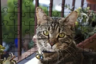 Tigro jigsaw puzzle