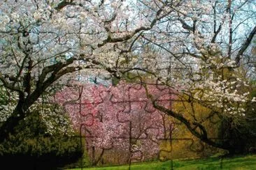 cherry blossoms jigsaw puzzle