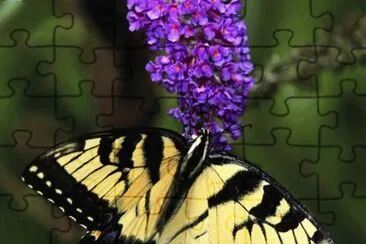 Taylor arboretum jigsaw puzzle